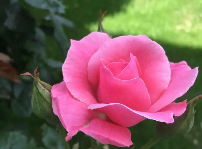 Dujmovic